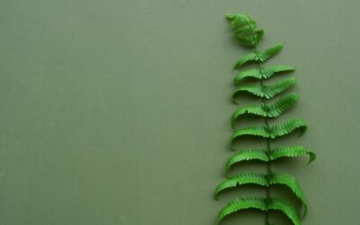 Helecho Artificial: Decoración con plantas duraderas